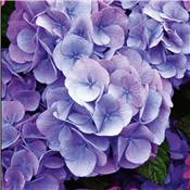 HORTENSIA BLEU - LE GODET