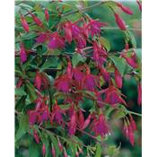 FUCHSIA BERNISSER HARDY - 3 GODETS