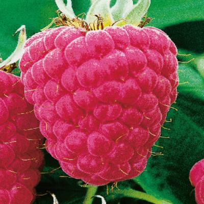 FRAMBOISIER ZEVA - 1 POT