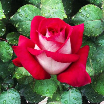 ROSIER BUISSON MONICA BELLUCI® MEILMONKEUR  - LE ROSIER