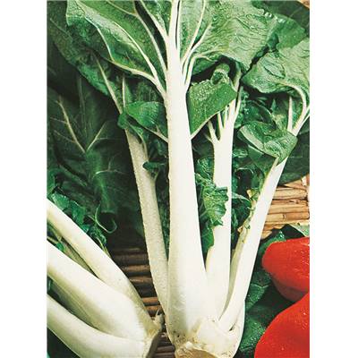 CHOU DE CHINE PAK CHOI TAISAI - 5 G