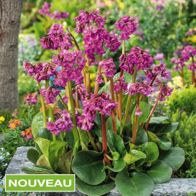 BERGENIA ABENDGLUT "EVENING GLOW" - 3 GODETS
