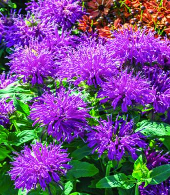 MONARDE PINK- 3 GODETS