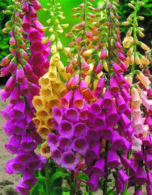DIGITALIS PURPUREA