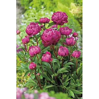 PIVOINES KARL ROSENFIELD - 2 BULBES