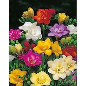 FREESIAS EN MELANGE - 20 BULBES