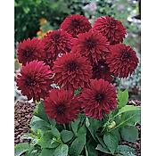 DAHLIA MELODY MAMBO