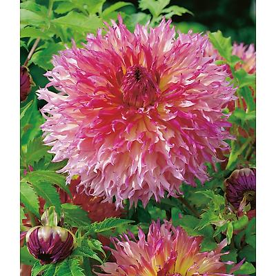 DAHLIA DECO PINELAND PRINCESS