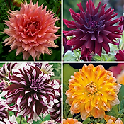 OFFRE SPECIALE DAHLIAS DECORATIFS - 4 BULBES