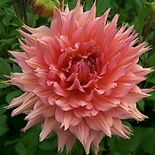 DAHLIA DECORATIF OMEGA - 1 BULBE