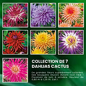 SUPPER COLLECTION DAHLIAS CACTUS - 7 BULBES