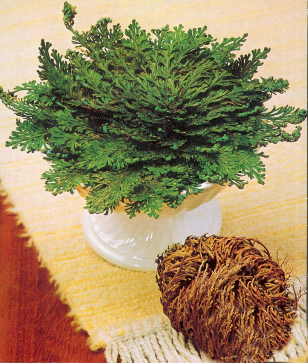 Rose de Jericho