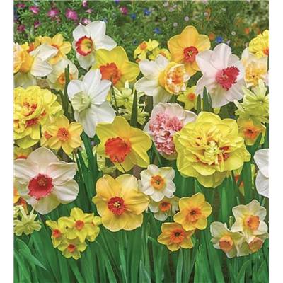 Mélange Narcisses parfumés - 30 BULBES