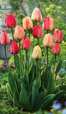 TULIPES SILVERSTREAM - LOT DE 10 BULBES