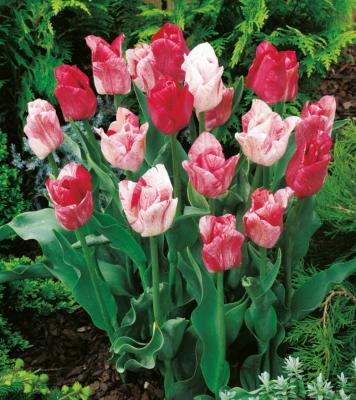 TULIPES SILVERSTREAM