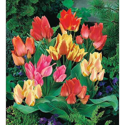 MELANGE TULIPES PLURIFLORES - 10 BULBES