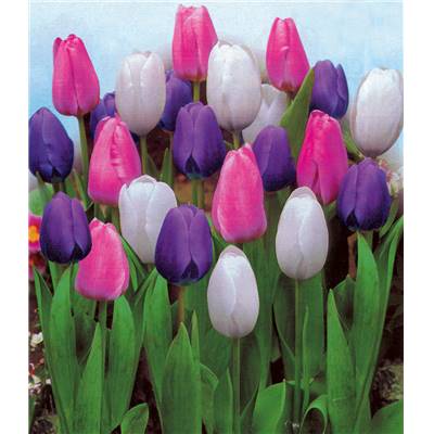 ASSORTIMENT FABRE 30 BULBES DE TULIPE MELANGE