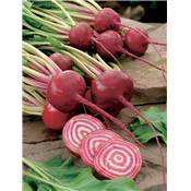 BETTERAVE CHIOGGIA - 5 G