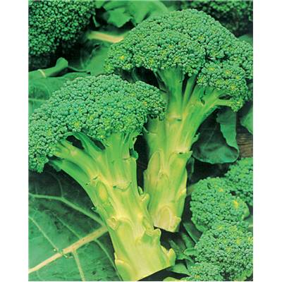 CHOU BROCOLI EMPEROR HF1 - 1 G