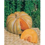 COURGE MUSQUEE DE PROVENCE - 10 G
