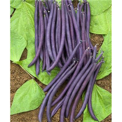 HARICOT NAIN AMETHYST - 150 G