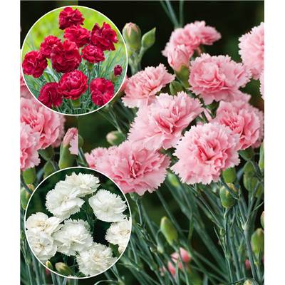 OFFRE OEILLETS PARFUMES PLANTE VIVACE - 9 GODETS