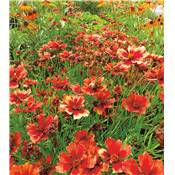 COREOPSIS DESERT CORAL