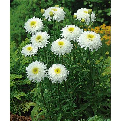 LEUCANTHEMUM DOUBLE - 3 GODETS