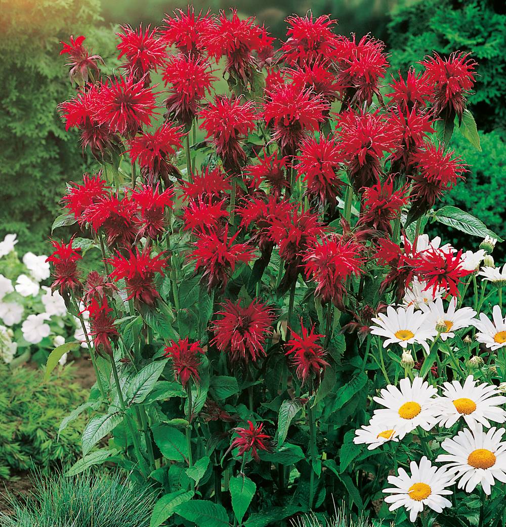 MONARDE ROUGE PLANTE VIVACE - 3 GODETS