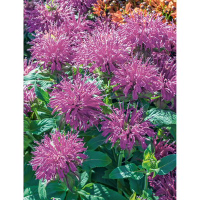MONARDE PINK- 3 GODETS