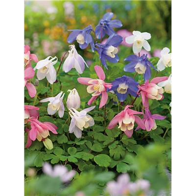 AQUILEGIA CAERULEA PLANTE VIVACE - 3 GODETS