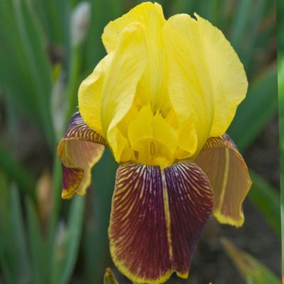 IRIS RAJAH BROOKE - LE GODET