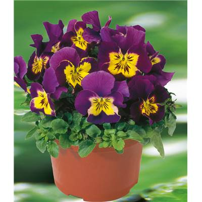 VIOLA SORBET POURPRE/JAUNE - LOT DE 6 GODETS