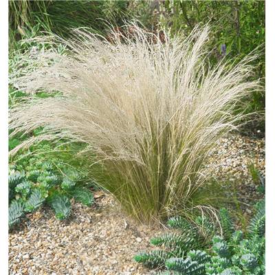 STIPA - 3 GODETS