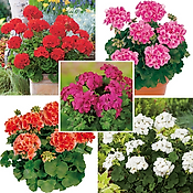 COLLECTION GERANIUMS ZONALES - 15 GODETS 