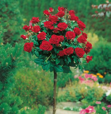 ROSIER TIGE DAME DE COEUR - LE ROSIER