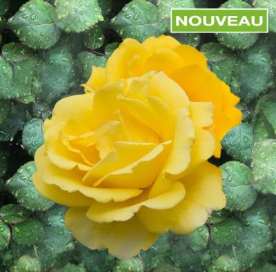 ROSIER BUISSON RAYON DE SOLEIL ®- LE ROSIER