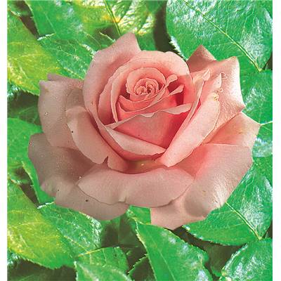 ROSIER BUISSON FREDERIC MISTRAL - LE ROSIER 