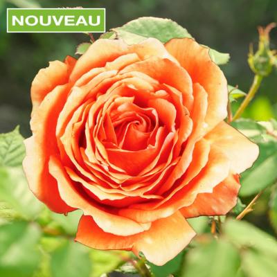 ROSIER BUISSON BORA BORA ® - LE ROSIER