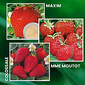 OFFRE SPECIALE FRAISIERS - 60 PLANTS