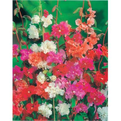 CLARKIA ELEGANT DOUBLE - 1 G