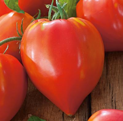 TOMATE CUOR DI BUE - 0.5 G