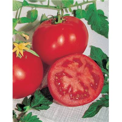 TOMATE CAMPBELL 33 - 0.2 G