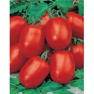 TOMATE ROMA VF - 1 G