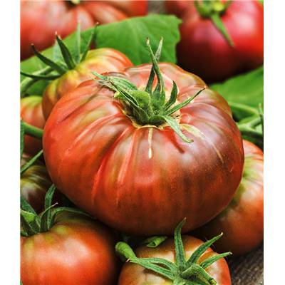 TOMATE NOIR RUSSE CHARBONNEUSE - 0.1 G