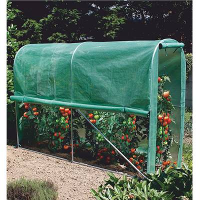 TOMATO GREENHOUSE - SERRE TUNNEL