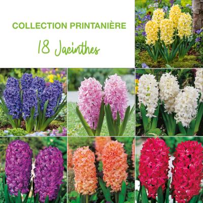 COLLECTION PRINTANIERE 18 JACINTHES