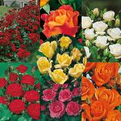 SUPER COLLECTION POLYANTHAS - 7 ROSIERS