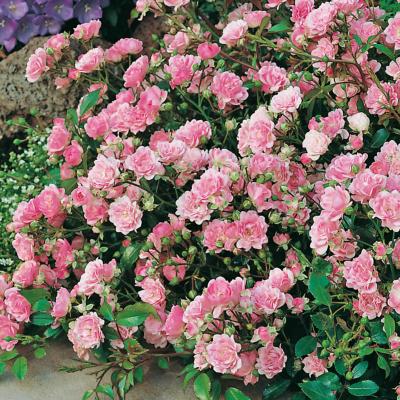 ROSIER THE FAIRY ROSE - LE ROSIER