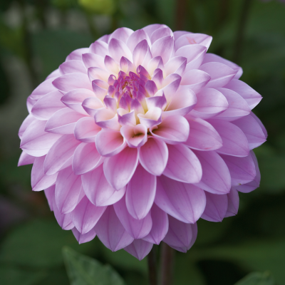 DAHLIA PINK MAGIC - 2 BULBES